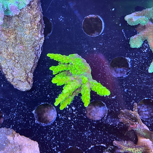 Small Neon Green Acro