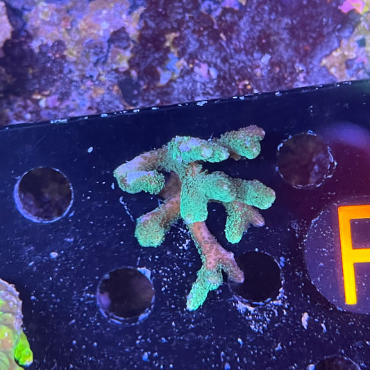 Birdnest Frag