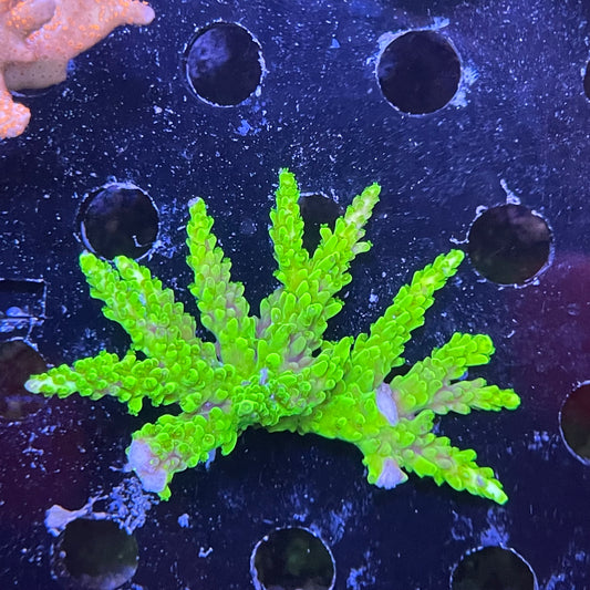 Large Neon Green Acro