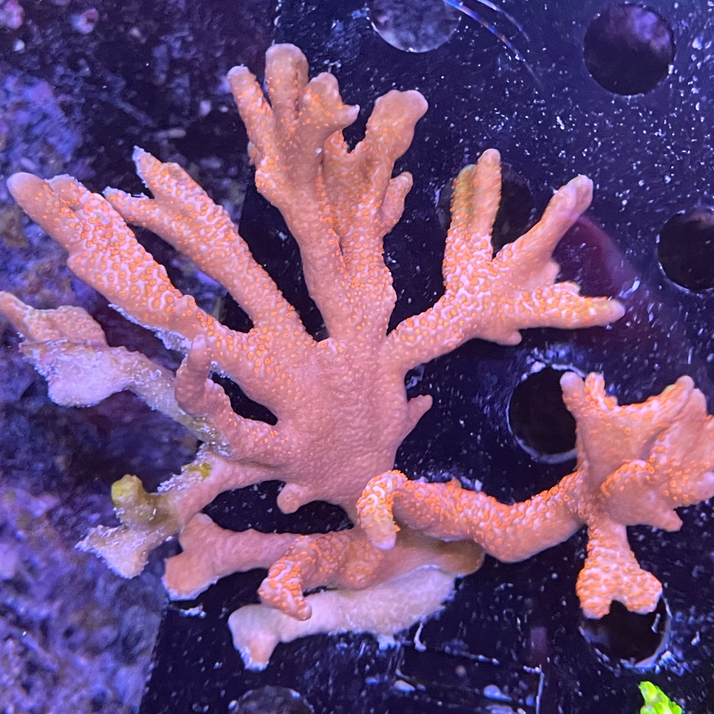 Branching Montipora