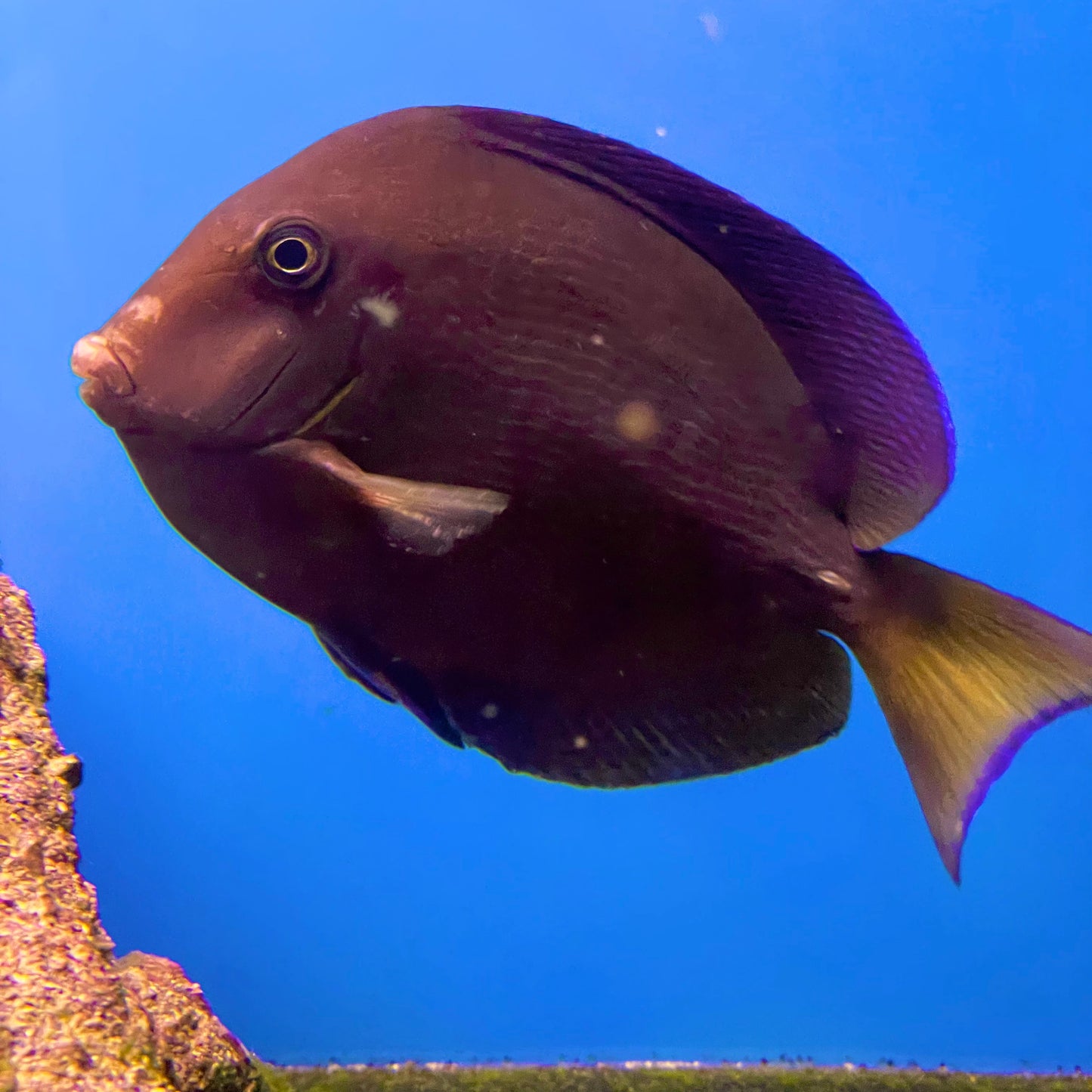 Atlantic Blue Tang Lg