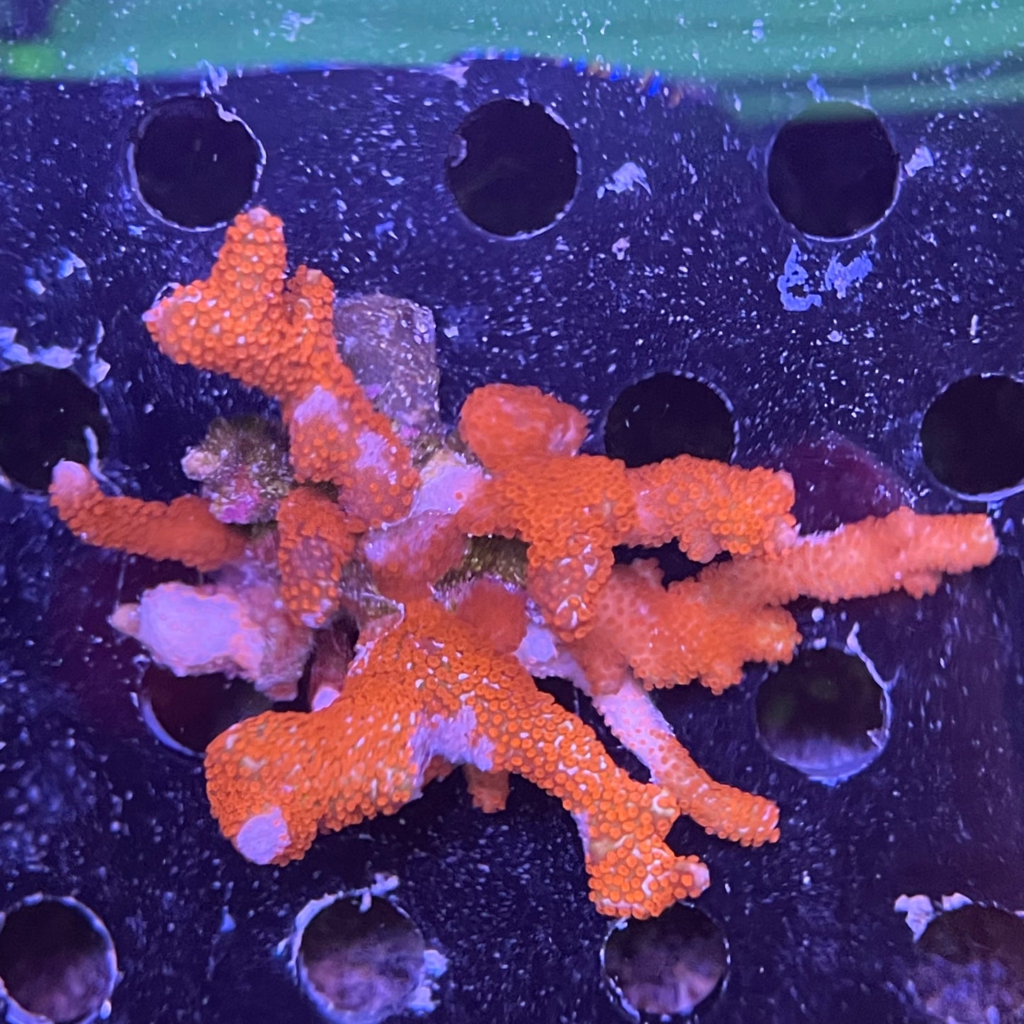 Branching Montipora