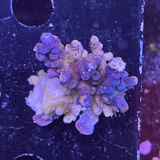 Purple Acro Frag