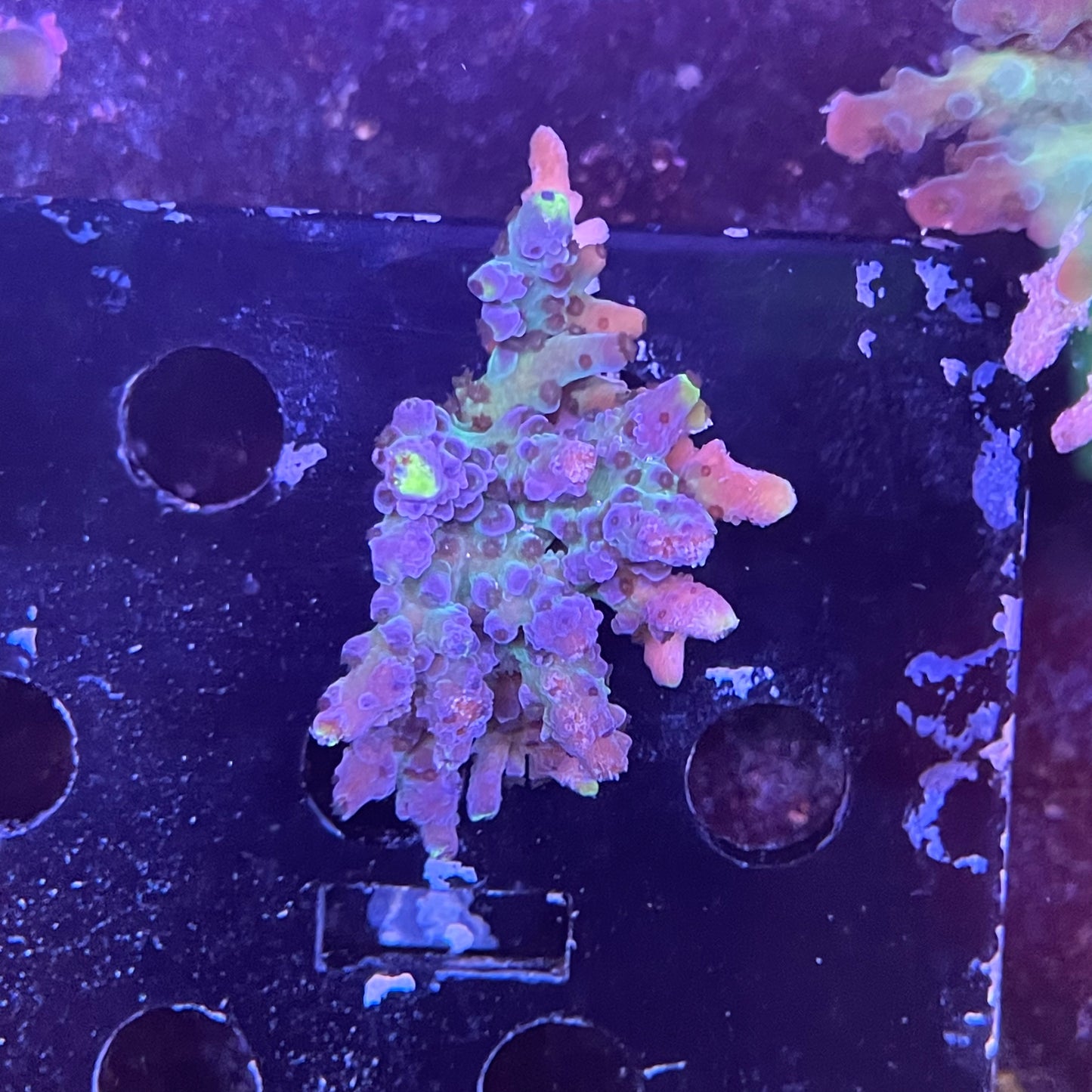 Purple/Green Acro