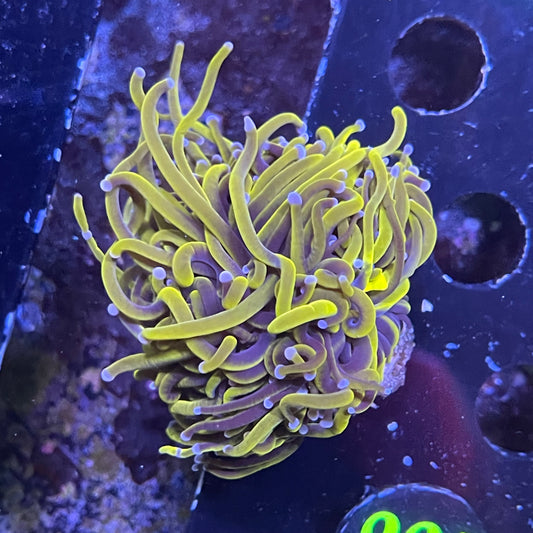 Gold Torch Frag