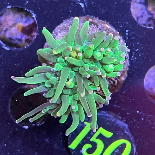 Green Torch Frag