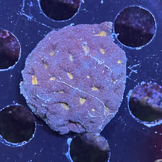 Purple/Gold Favia Frag