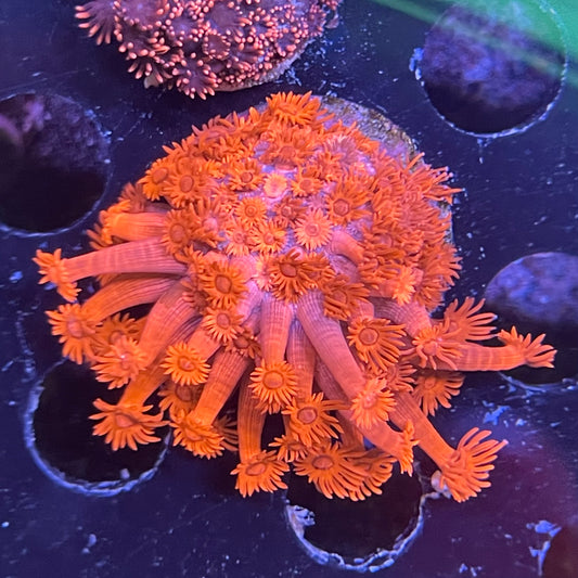 Pink Gonipora
