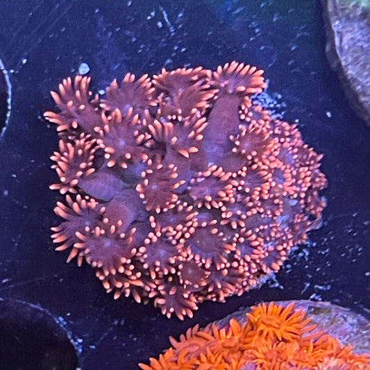 Red/Purple Goniopora Frag