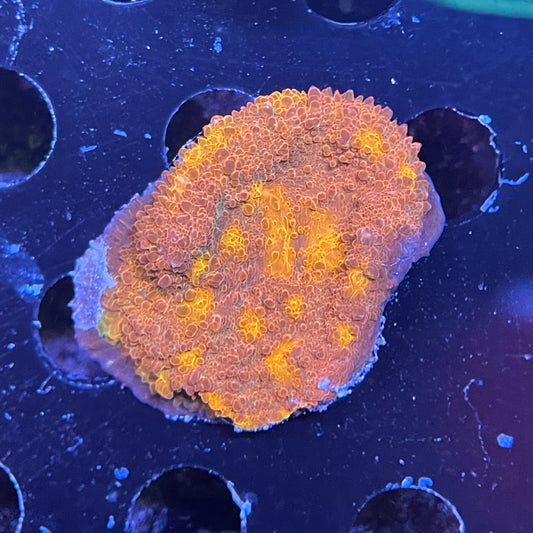 Orange Chalice