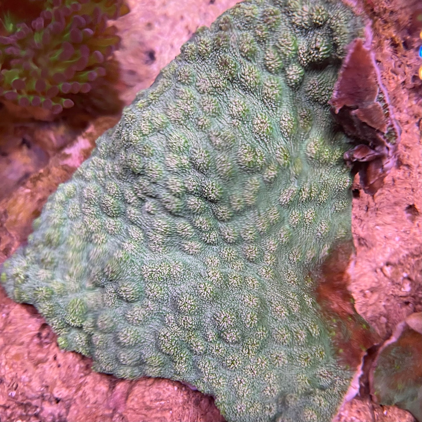 Green Chalice Frag