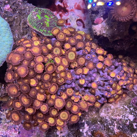 Green Chalice, Acro and Zoa - Medium Combo Rock
