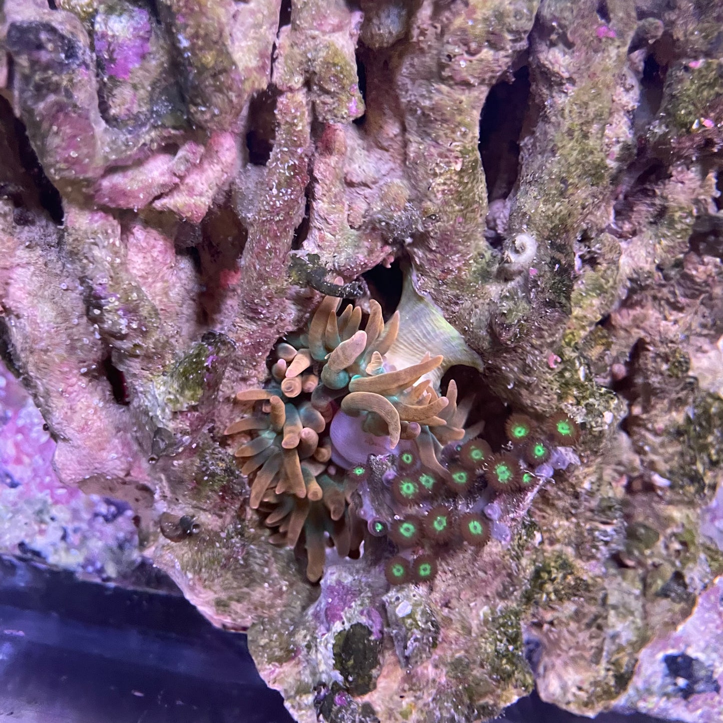 Zoa and Rainbow BTA - Large Combo Rock