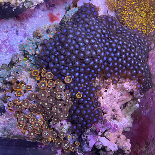 Cyphastria and Zoa - Large Combo Rock