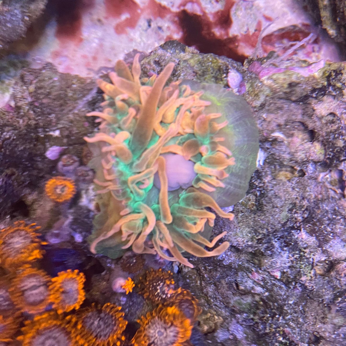 BTA and Orange Zoa - Combo Rock