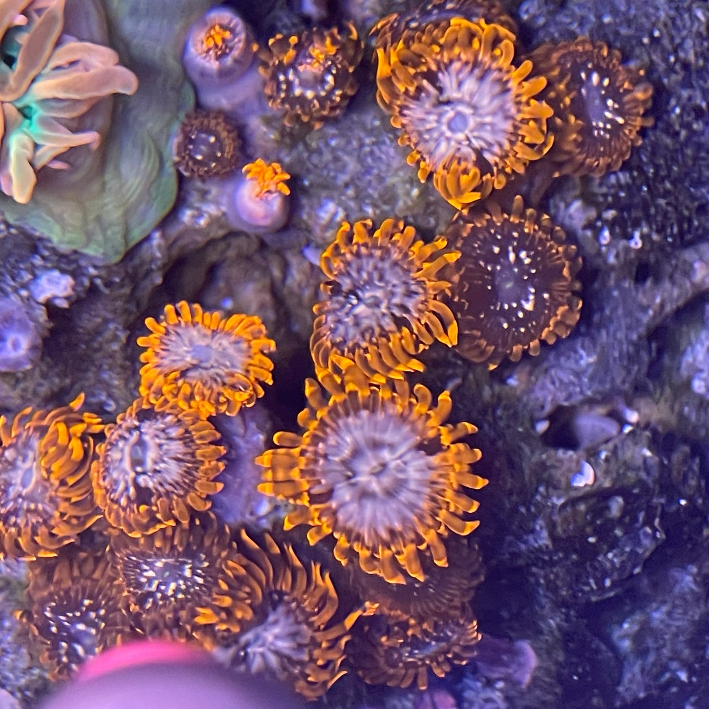 BTA and Orange Zoa - Combo Rock