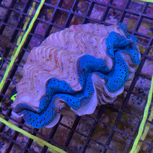 Maxima Clam Ultra Grade 5"