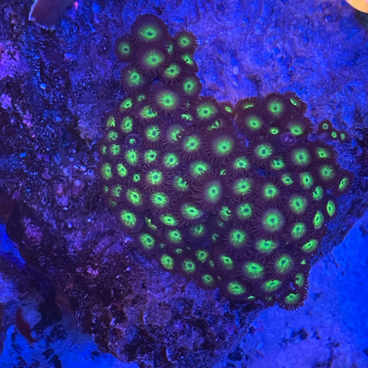 Large Zoa Rock
