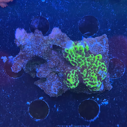 Green Montipora Rock Small