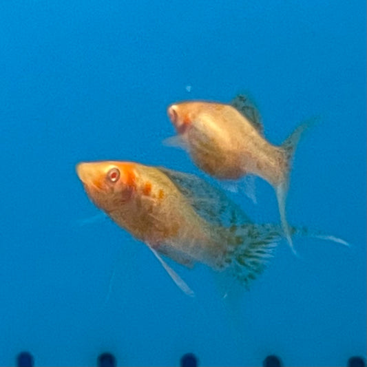 Red Eye Golden Flower Molly