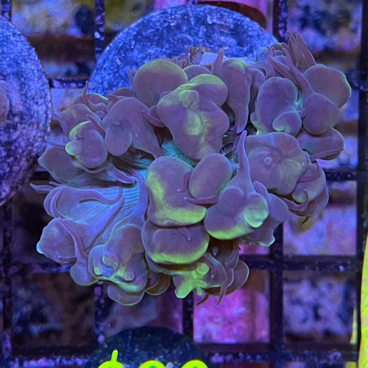 Striped Pearl Bubble Coral Frag