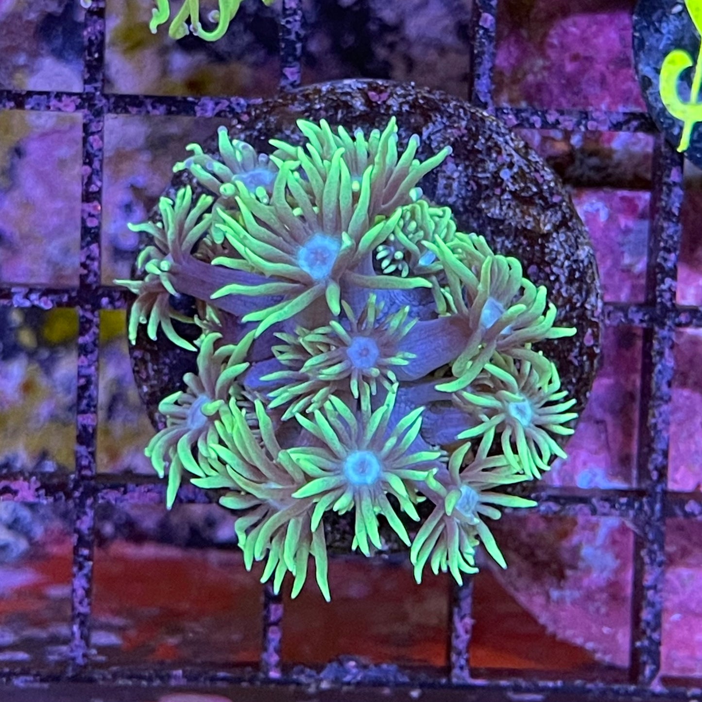 Aussie Long Polyp Green Gonipora Frag