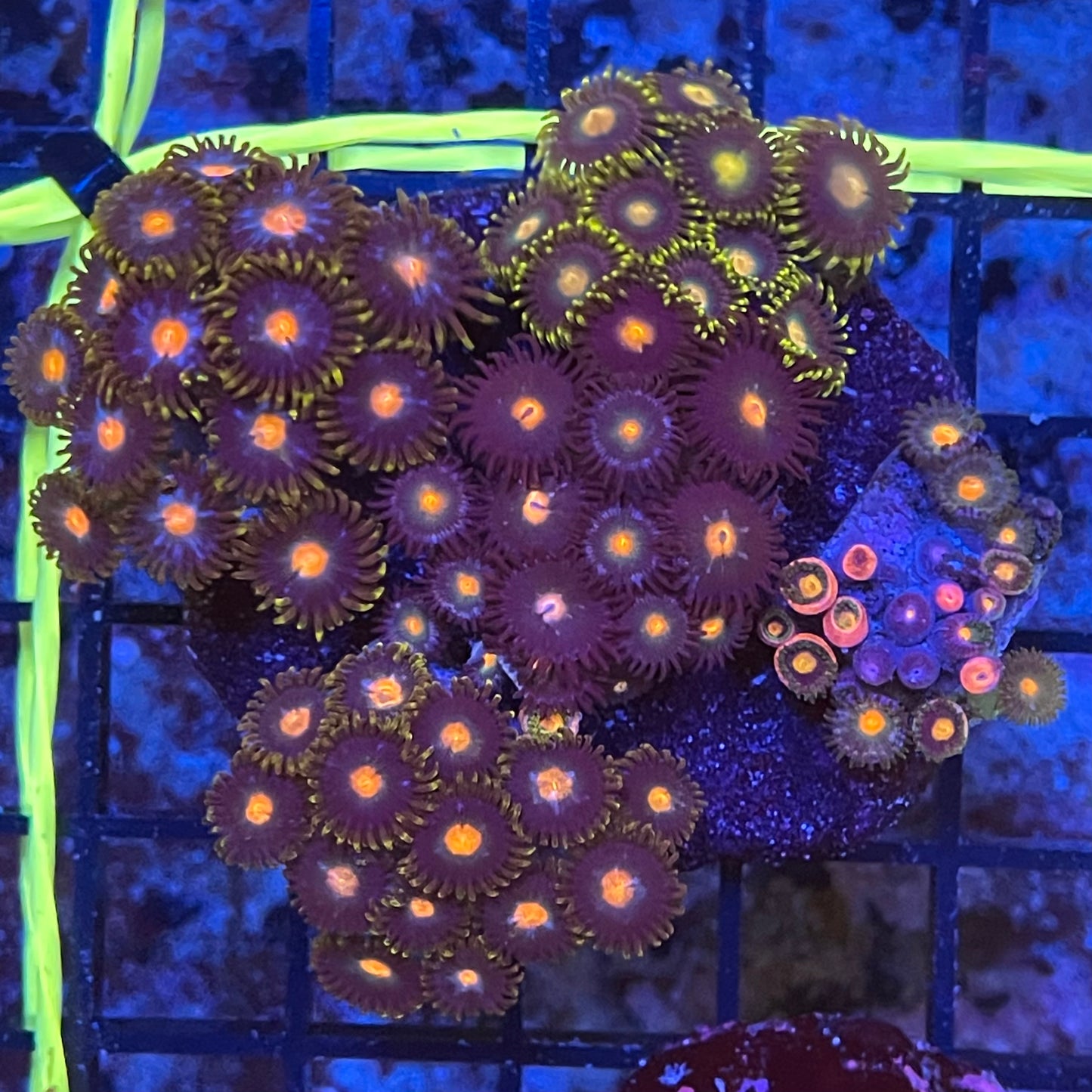 Conditioned Mixed Zoanthiad Frags