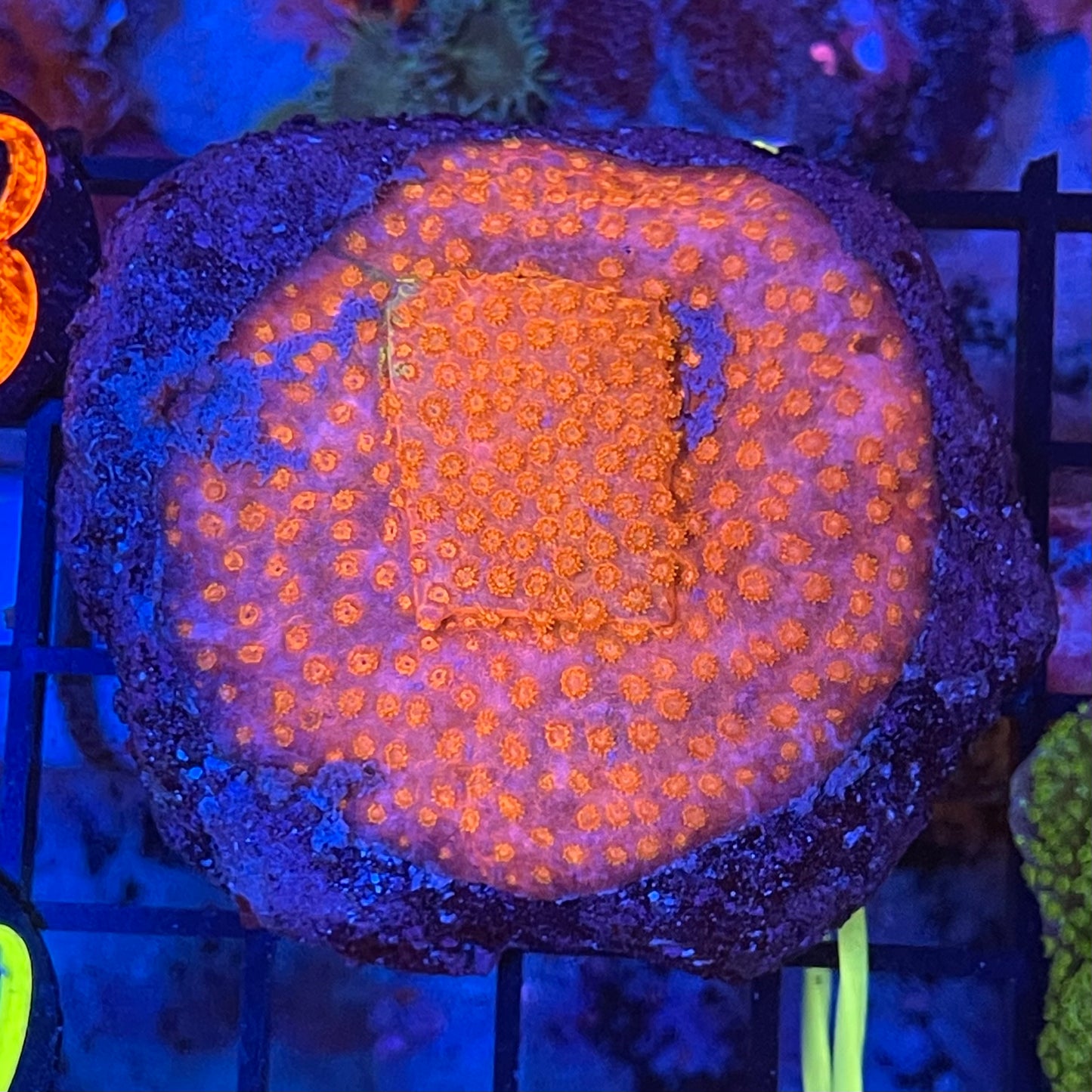 XLG Assorted Aquacultured Frags