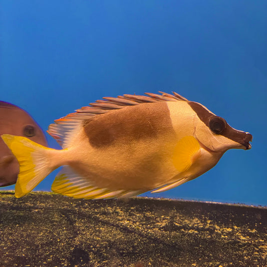 Magnificent Rabbit Fish Rabbitfish – Richmond Aquarium