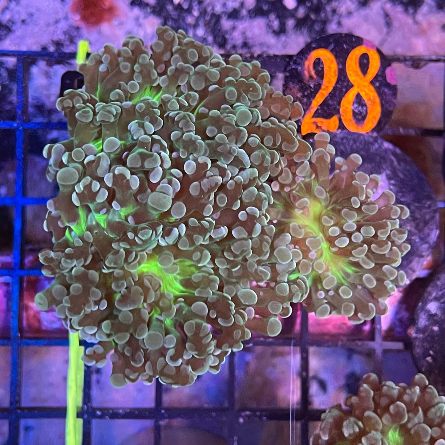 Hammer/Frogspawn Coral Per Head