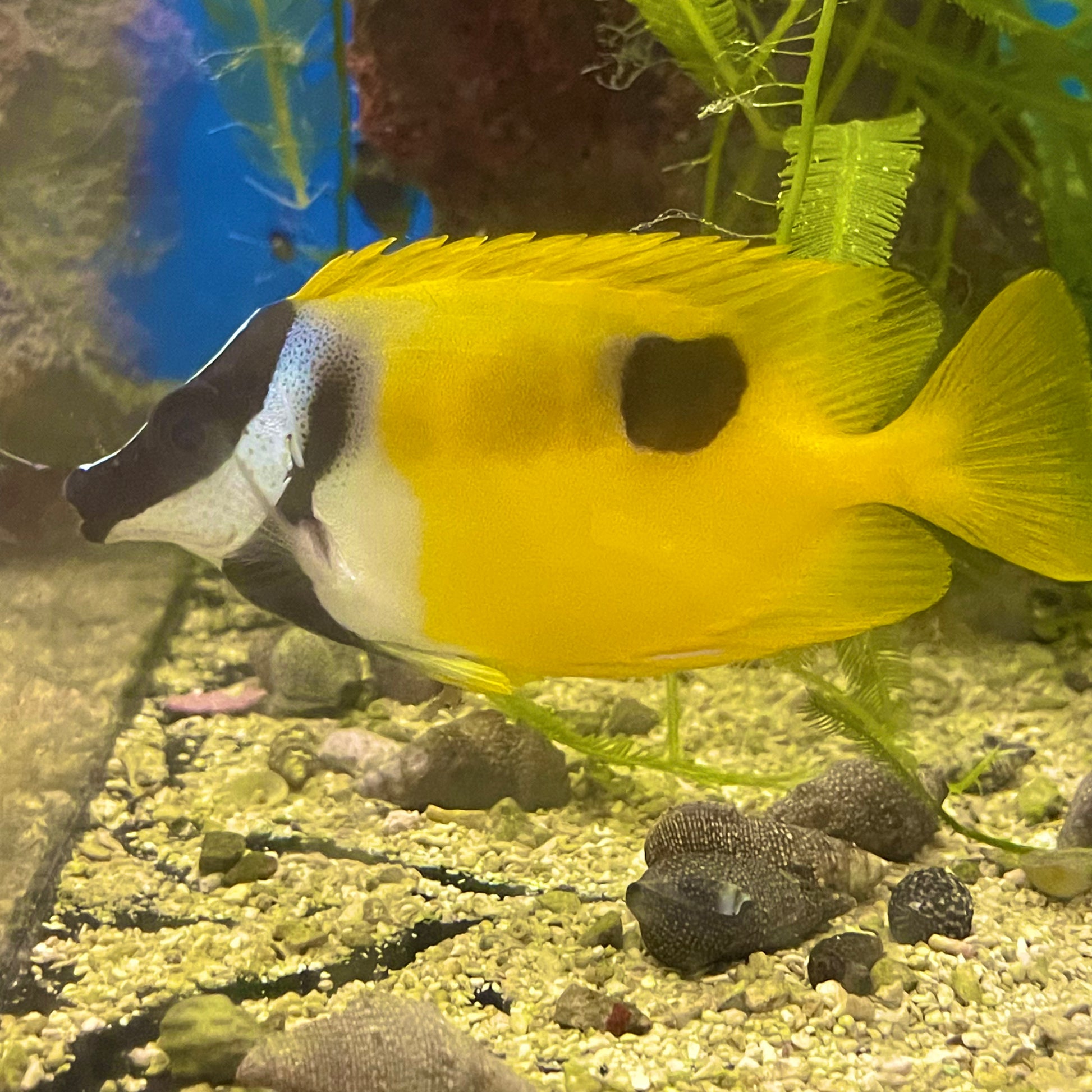 Foxface Black Spot Md – Richmond Aquarium