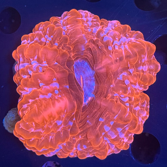 Cynarina Ultra Red
