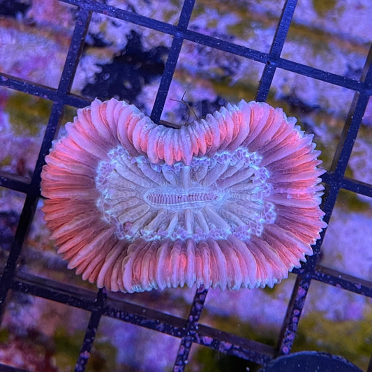Indo Sunset Eclipse Trachy