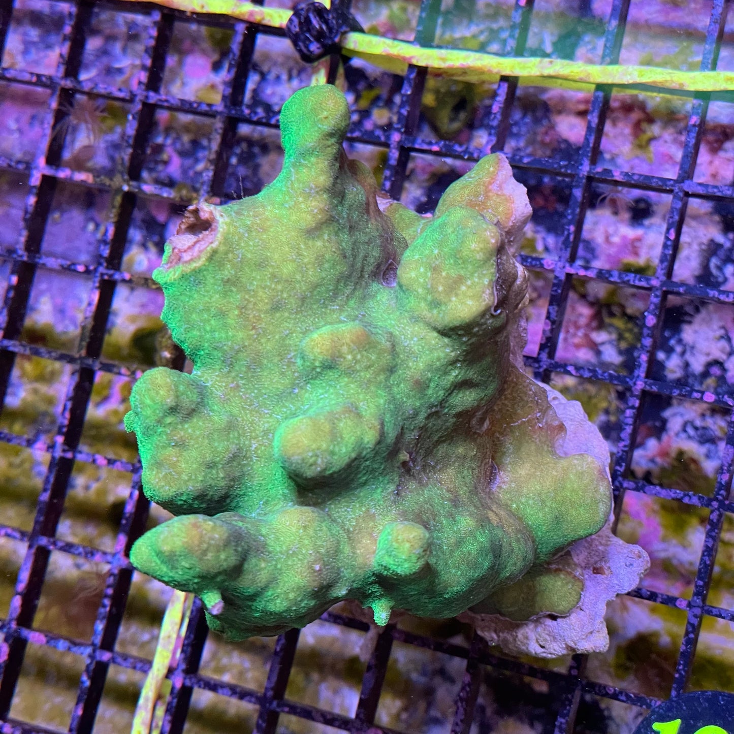 Branching Psammocora Coral