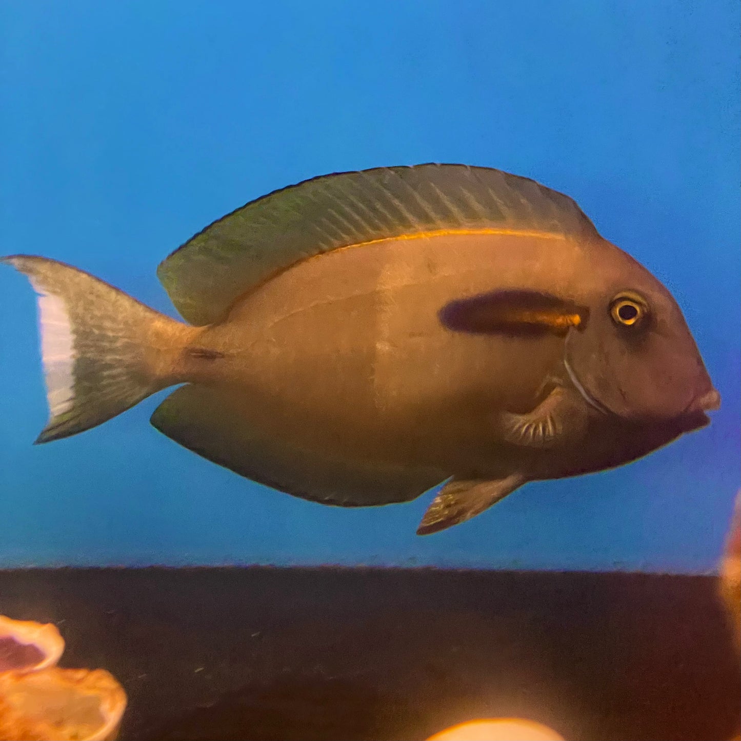 Orange Shoulder Tang Lg