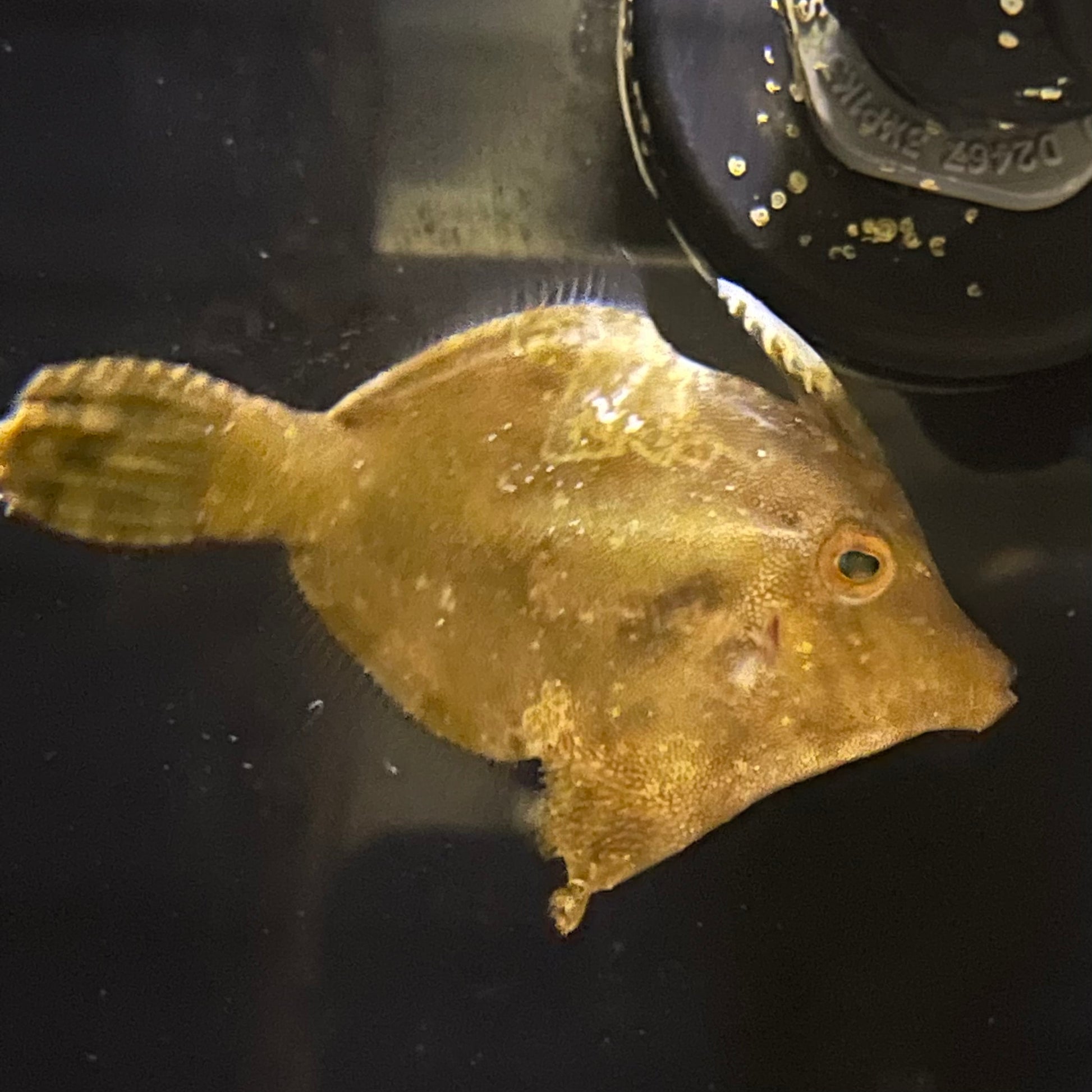Matte Filefish Matted Leatherjacket Filefish (Aptasia Eating) – Richmond Aquarium