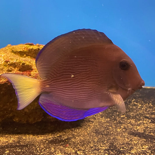 Atlantic Blue Tang Med/Lg