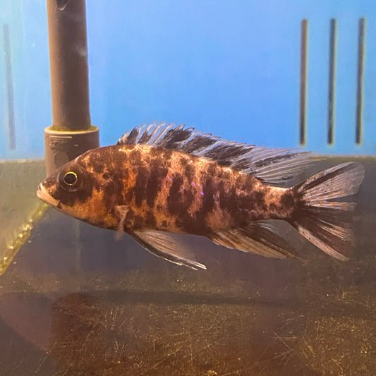 Peacock Cichlid XLG