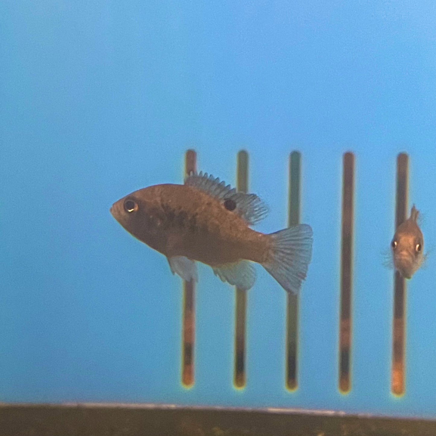 Polleni Cichlid 1.5 Reg