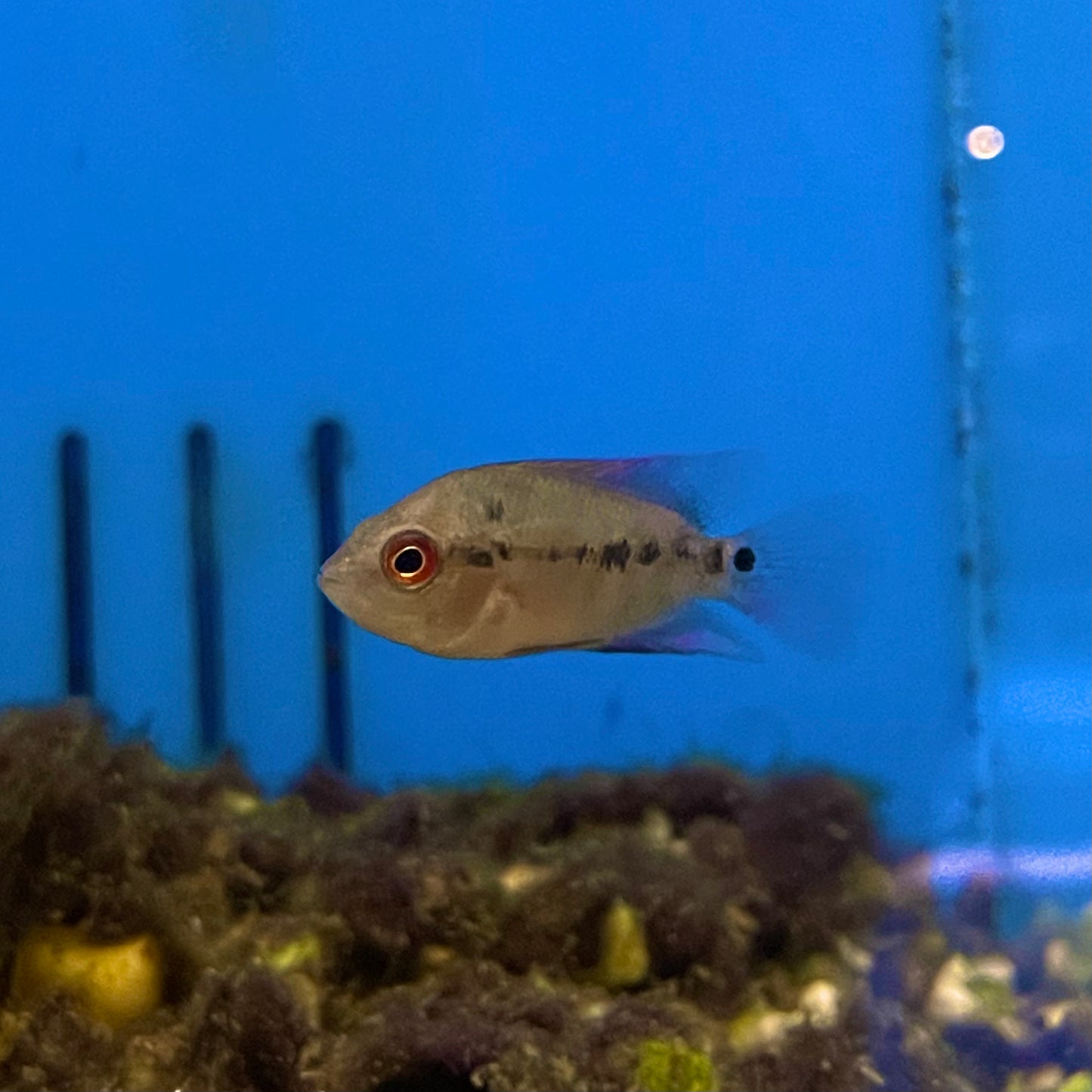 Cichlid Flowerhorn Red Dragon 2"