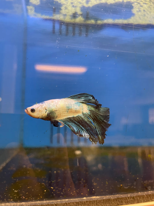 Betta Crowntail White Rim Black