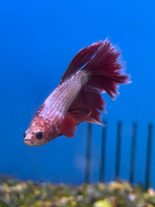 Red Hellboy Betta Male