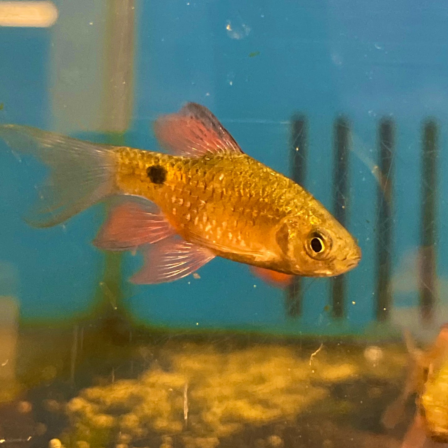 Longfin Rosy Barb Reg