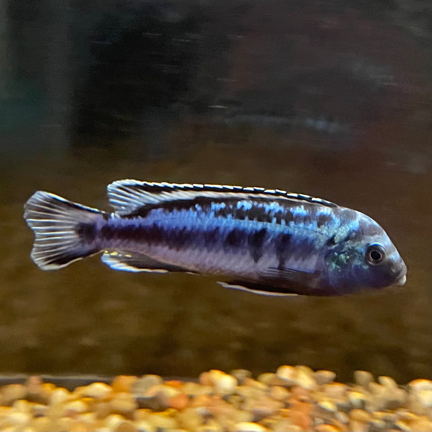 Cichlid African Mixed Lg