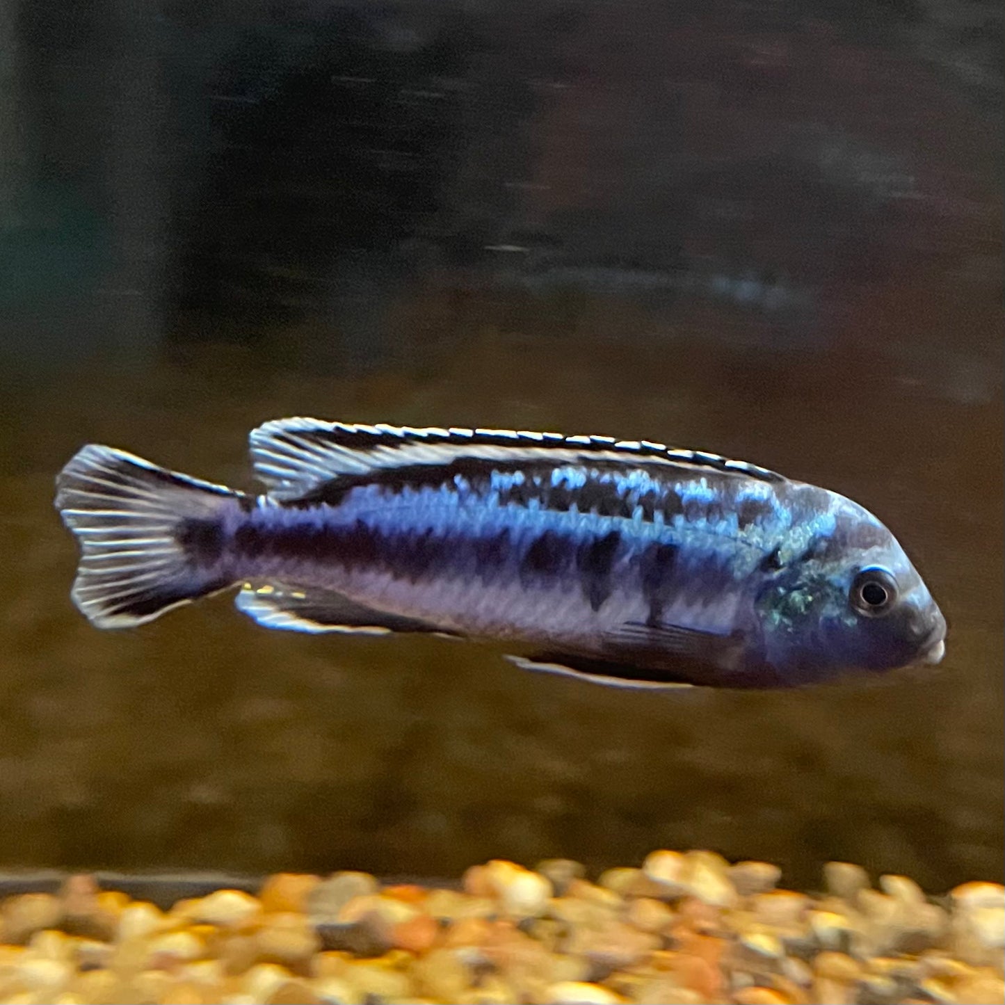 Cichlid African Mixed Md.