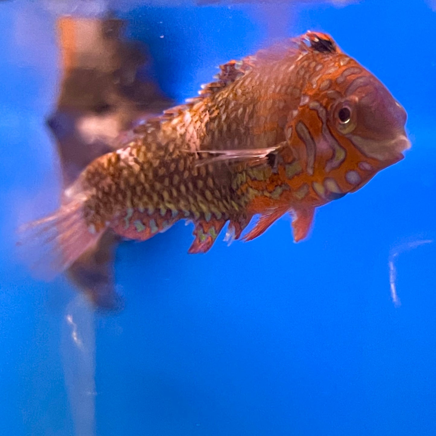 Ornate Leopard Wrasse Female