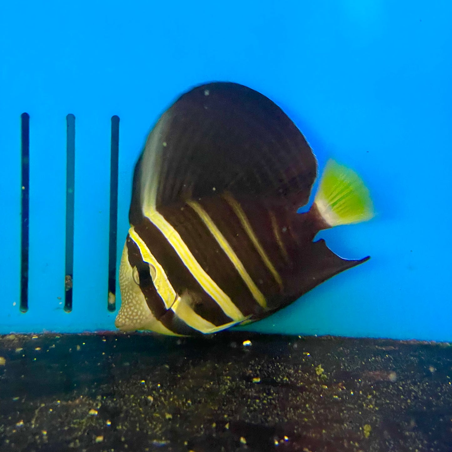 Tang Sailfin Med/Lg