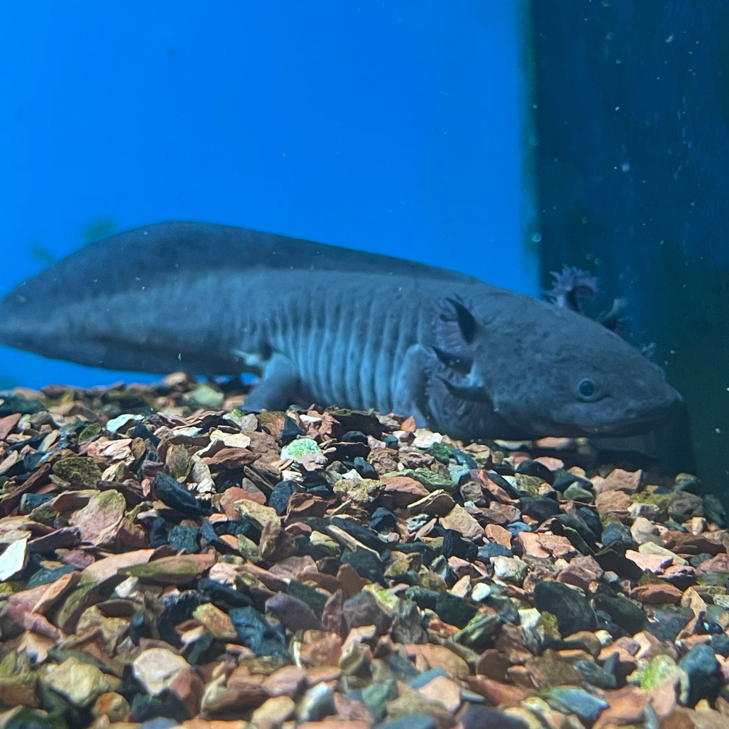 Axolotl Wild Type 3-4"