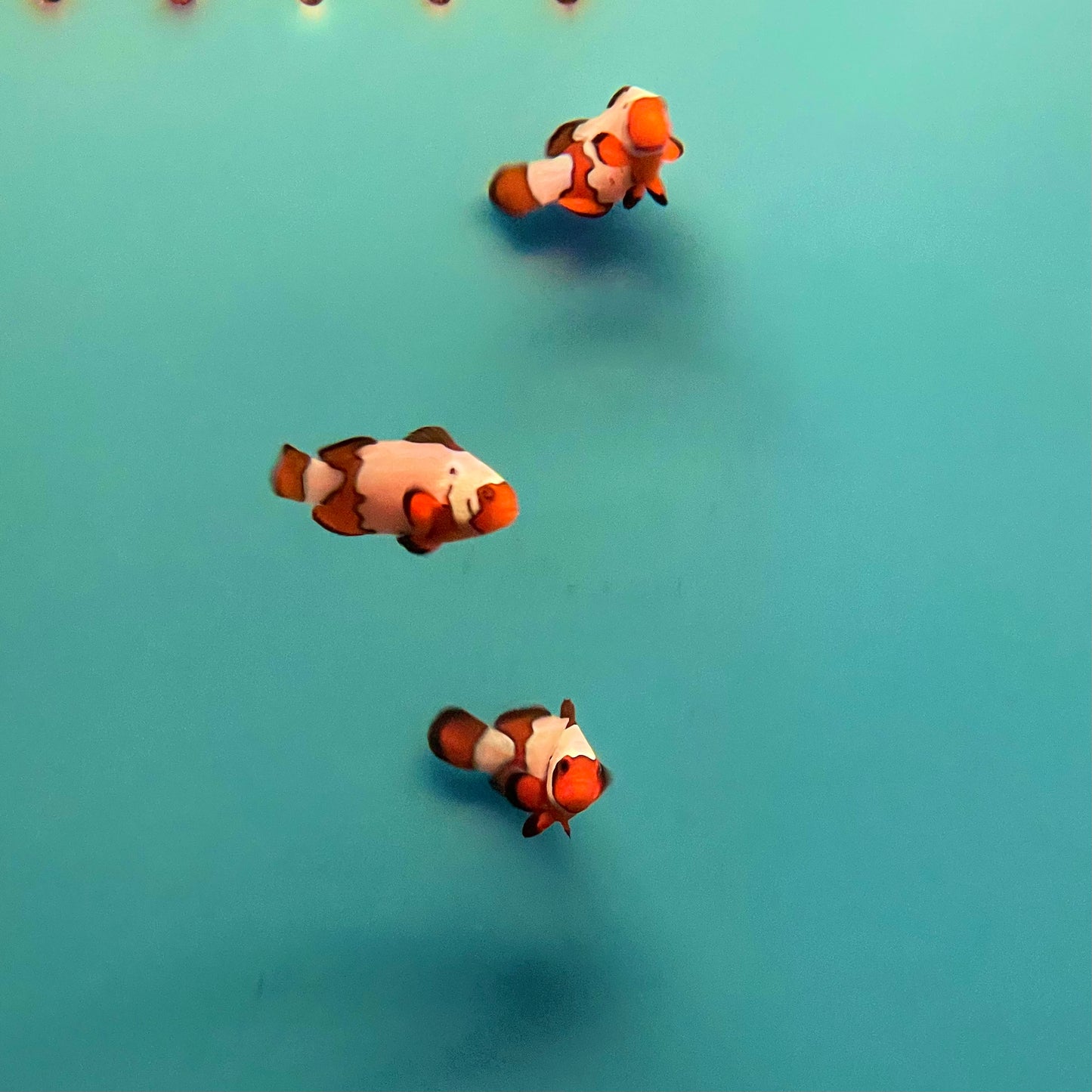 Black Ice Ocellaris Clownfish Sm