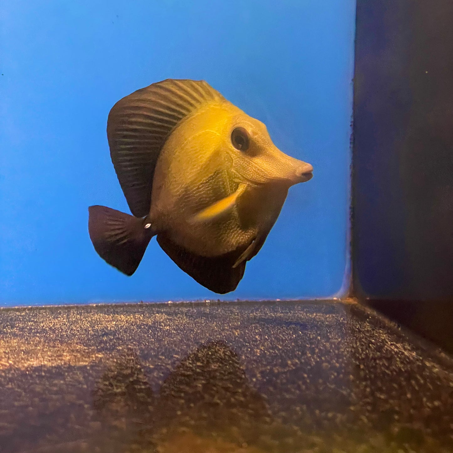 Scopas Tang; Fiji M